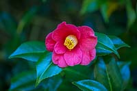 Camellia japonica 'Jupiter'