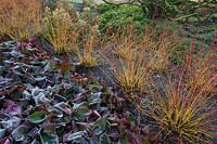 Cornus sanguinea 'Midwinter Fire' and Bergenia 'Overture'. RHS Garden Harlow Carr