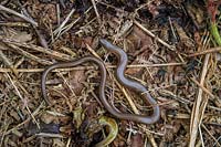 Slow worm - Anguis fragilis basking on compost heap