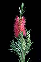 Callistemon linearis, Narrow leaved Bottlebrush Close view of red spiked flower and tightly closed buds set against a darkened background with side lighting.  