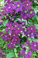 Clematis 'Etoile Violette growing upon a garden frame 