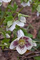 Helleborus Walberton's Rosemary 'Walhero'