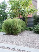 Gravel terrace with bamboo block and Liriodendron