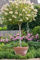 Container with flowering Prunus lusitanica