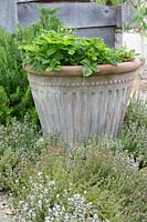 Container with Fragaria and Thymus at the foot.