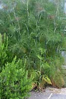 Herb garden with Rosmarinus officinalis and Foeniculum vulgare