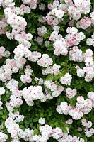 Rosa 'Paul's Himalayan Musk' 