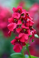 Diascia flying colours Red