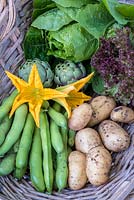 Basket of vegetables harvested in June garden - broad beans, Potatoes 'Juliette', lettuce, artichokes and courgette flowers