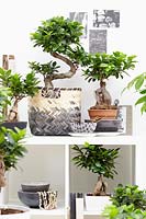 Ficus 'Ginseng' collection