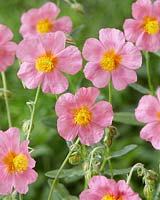 Helianthemum 'Lawrenson's Pink'