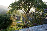 View over a drystone boundary wall, with sunrise through an old apple tree in a country garden with countryside views beyond, Corylus avellana 'Red Zellernus' Red Filbert 