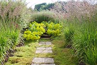 Stone path and steps, with Leptinella squalida in between paving stones, Euphorbia seguieriana subsp. niciciana, Molinia caerulea ssp. arundinacea 'Skyracer', Gladiolus papilio 'Ruby' 