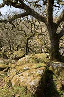 Mossy boulders and sessile oaks in Wistman's Wood, Dartmoor, Devon