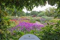 Verbena bonariensis, Astilbe chinensis 'Purpurlanze', Phlox paniculata, Helenium 'Moerheim Beauty', Persicara ampllexicaulis 'Firedance', Echinacea purpurea, Agastache foeniculum - Millennium Garden - Pensthorpe Gardens, Norfolk - Late July 2017