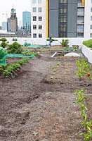 Rooftop kitchen garden in the centre of Rotterdam, Holland.