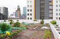 Rooftop kitchen garden in the centre of Rotterdam, Holland.