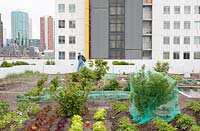 Overview with vegetables on the rooftop kitchen garden in the centre of Rotterdam, Holland.