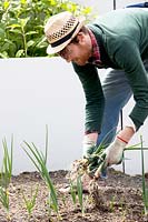 Freshly harvest onions at the rooftop kitchen garden in the centre of Rotterdam, Holland. Gardener with straw hat and overall.