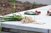 Freshly harvested onions at the rooftop kitchen garden in the centre of Rotterdam, Holland.