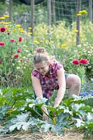 Jessica Zwartjes planting in between courgettes with yellow flowers.