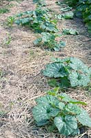 Fresh courgettes plants surrounded with straw.
