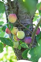 Prunus domestica - Plums hanging in the tree waiting to be picked.