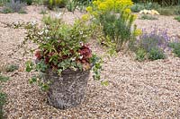 Stone container with Ivy, Deutzia Lemoinei and Heuchera 'Boysenberry'