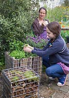 Child picking herbs from gabion container filled with broadleaf Thyme, French Marjoram, Salvia and Mentha Maroccan