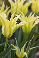 Tulipa 'Green Triumphator'