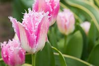 Tulip Huis Ten Bosch