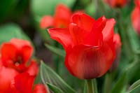 Tulipa 'Red Riding Hood'