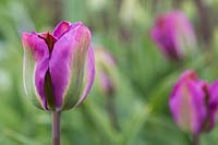 Tulipa 'Nightrider'