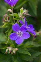 Geranium 'Mayflower'