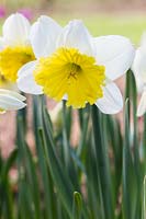 Narcissus 'Ice Follies'