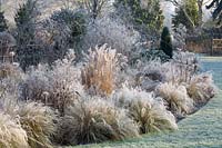 Foggy Bottom, The Bressingham Gardens, January.