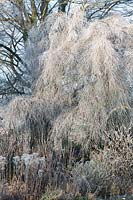 Betula pendula Youngii, Young's Weeping Birch. January