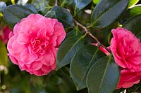 Camellia japonica 'Betty Sheffield Pink'