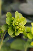 Euphorbia amygdaloides var. robbiae