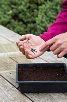 Sprinkling Dianthus 'Dash' - Sweet Williams seeds into container