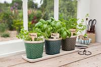 Home grown Parsley, Basil and Coriander on window ledge