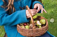 Young girl taking conkers out of shell