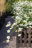 The Picket Beds. Stipa gigantea, Leucanthemum x superbumHill House, Glascoed, Monmouthshire, Wales. 