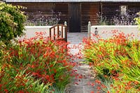The Farmyard Garden. Crocosmia 'Lucifer', Leymus arenarius. Parrotia persica grown as standards. View to the Black Beds with Verbena bonariensis. Hill House, Glascoed, Monmouthshire, Wales. 