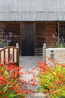 The Farmyard Garden. Crocosmia 'Lucifer', View to the Black Beds and garage with Verbena bonariensis. Hill House, Glascoed, Monmouthshire, Wales. 