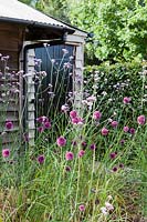 The Black Beds. Verbena bonariensis, Allium sphaerocephalon. Hill House, Glascoed, Monmouthshire, Wales. 