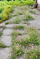 Erigeron karvinskianus on terrace at side of house. Hill House, Glascoed, Monmouthshire, Wales. 