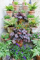 Violas, Heucheras and Ferns in terracotta pots on steps. Hill House, Glascoed, Monmouthshire, Wales.