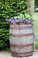 Purple petunia in wooden barrel. Hill House, Glascoed, Monmouthshire, Wales.