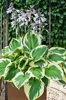 Variegated hosta under Gazebo. Hill House, Glascoed, Monmouthshire, Wales. 